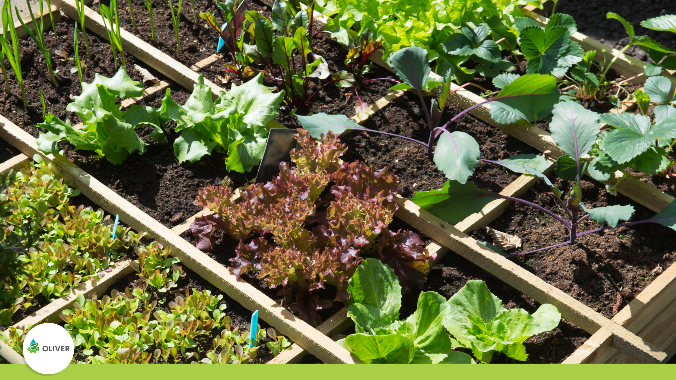  Δημοτικοί Λαχανόκηποι: Η αστική κηπουρική και τα οφέλη της
